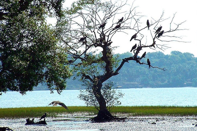 Dr. Salim Ali Bird Sanctuary